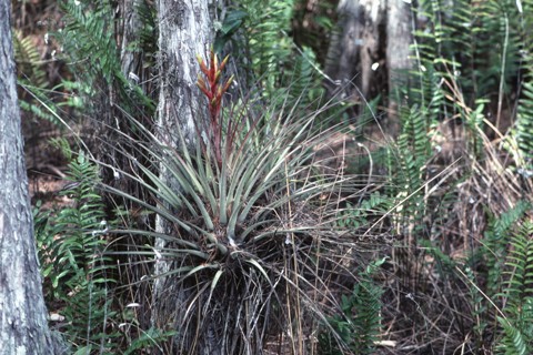 Wild Pine