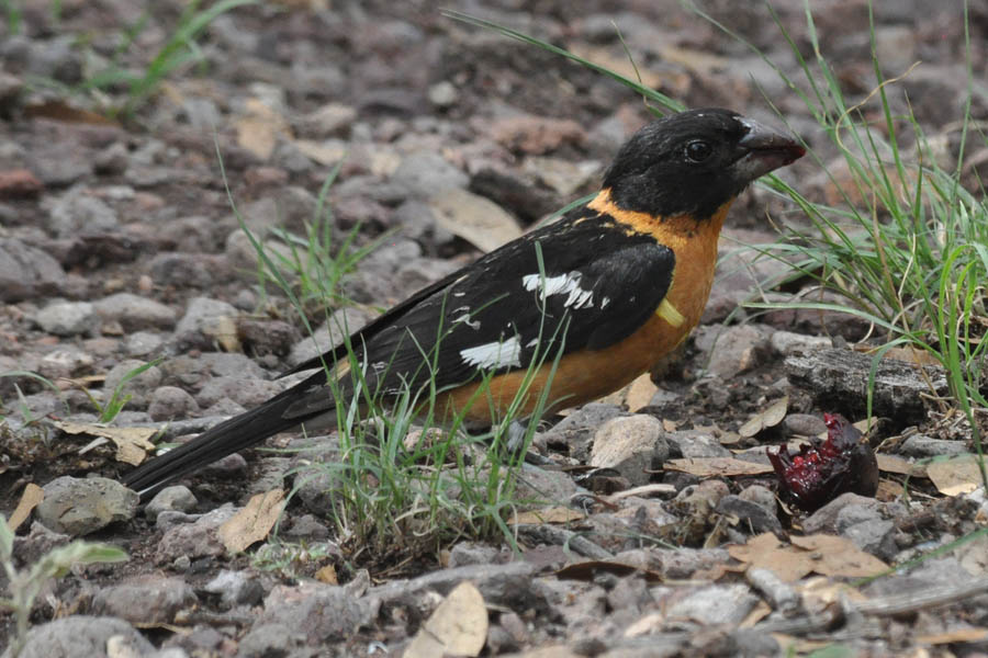 Blackheaded Grosbeak (Pheucticus melanocephalus)